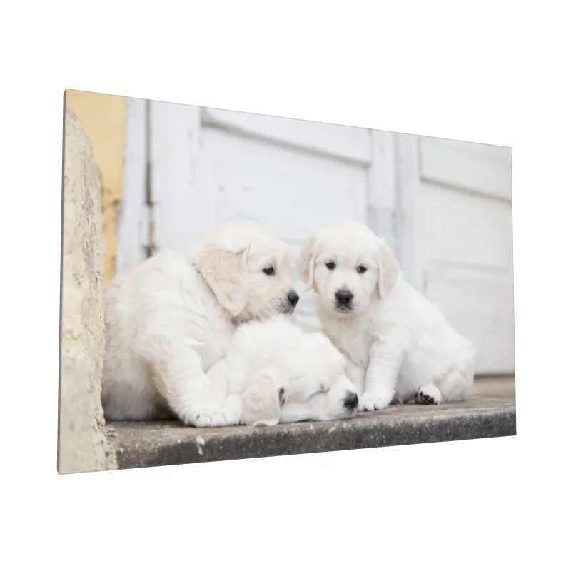 Tablou canvas: Căţei Jucăuși pe Trepte - Image 1