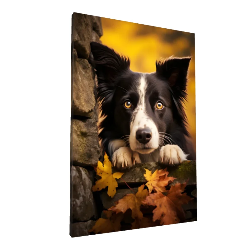 Tablou canvas: Câine Border Collie în Toamnă