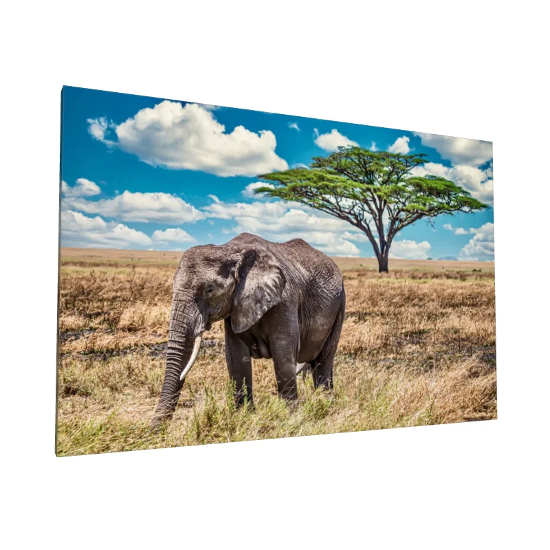 Tablou canvas: Elefant în Savana Africană