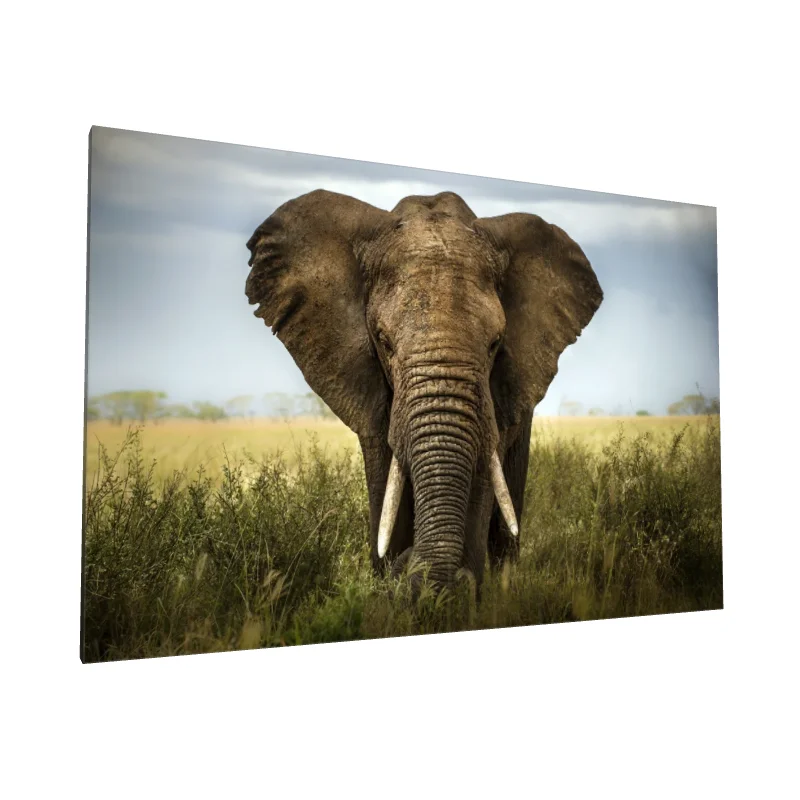 Tablou canvas: Elefant în Savana Africană (2) - Image 1