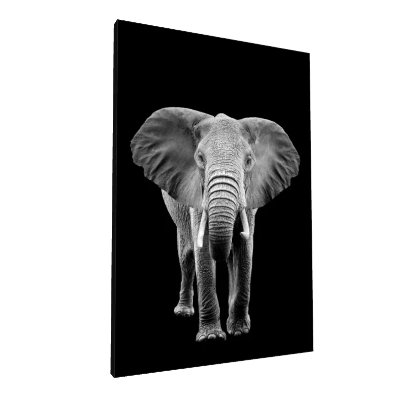 Tablou canvas: Portret Realist de Elefant pe Fundal Negru (2)