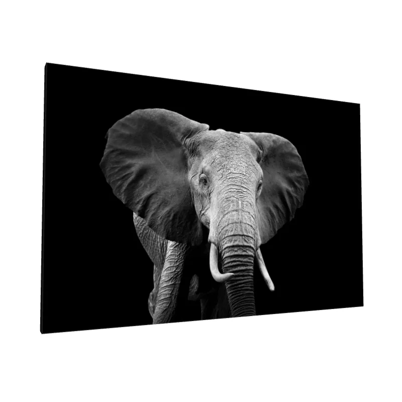 Tablou canvas: Portret Elefant în Alb-Negru - Image 1