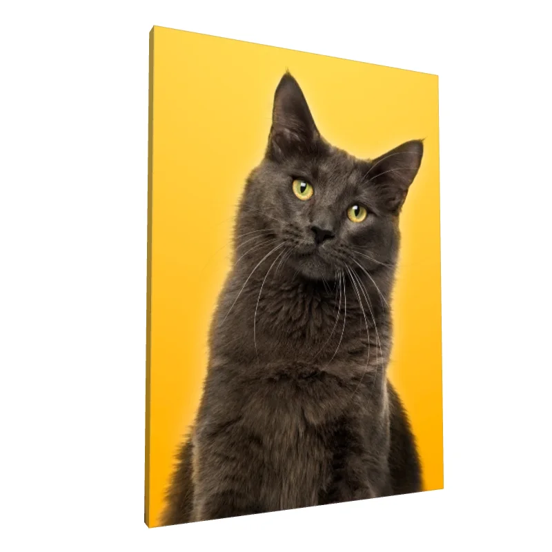 Tablou canvas: Pisică Gri pe Fundal Galben