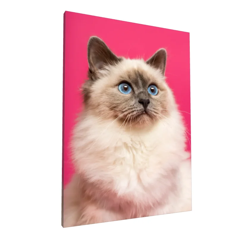 Tablou canvas: Portret Pisică Fluffy cu Ochi Albaștri