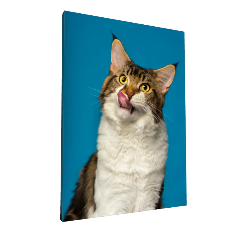 Tablou canvas: Pisică Jucăușă pe Fundal Albastru