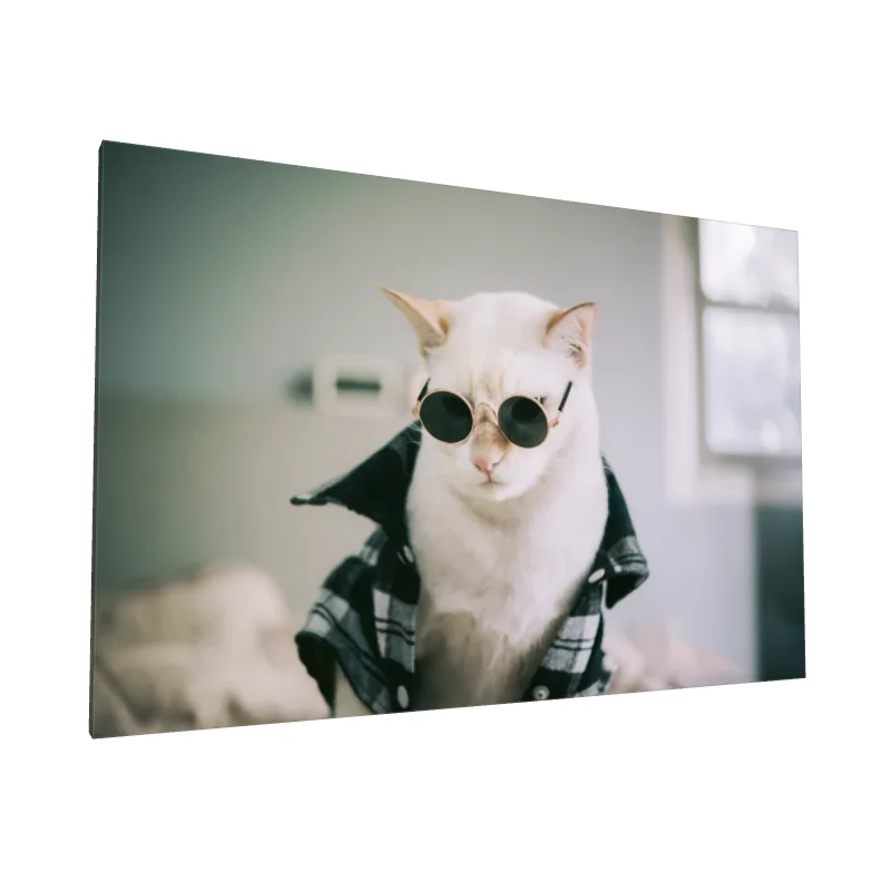 Tablou canvas: Pisică cu Ochelari de Soare și Cămașă - Image 1
