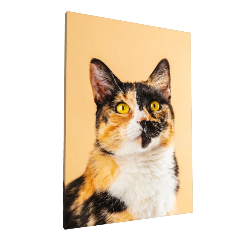 Tablou canvas: Portret Pisică Calico pe Fundal Crem - Image 1