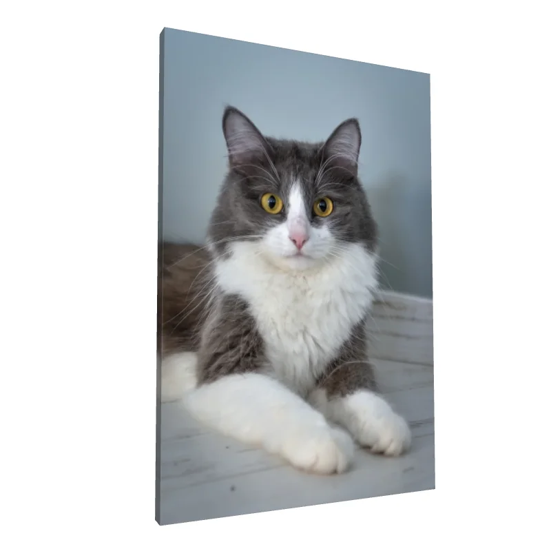 Tablou canvas: Portret Pisică cu Blană Gri și Albă