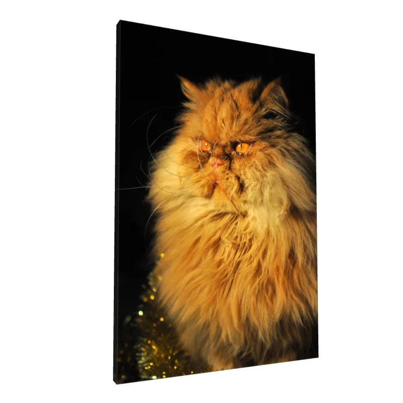 Tablou canvas: Portret de Pisică cu Blană de Chihlimbar - Image 1