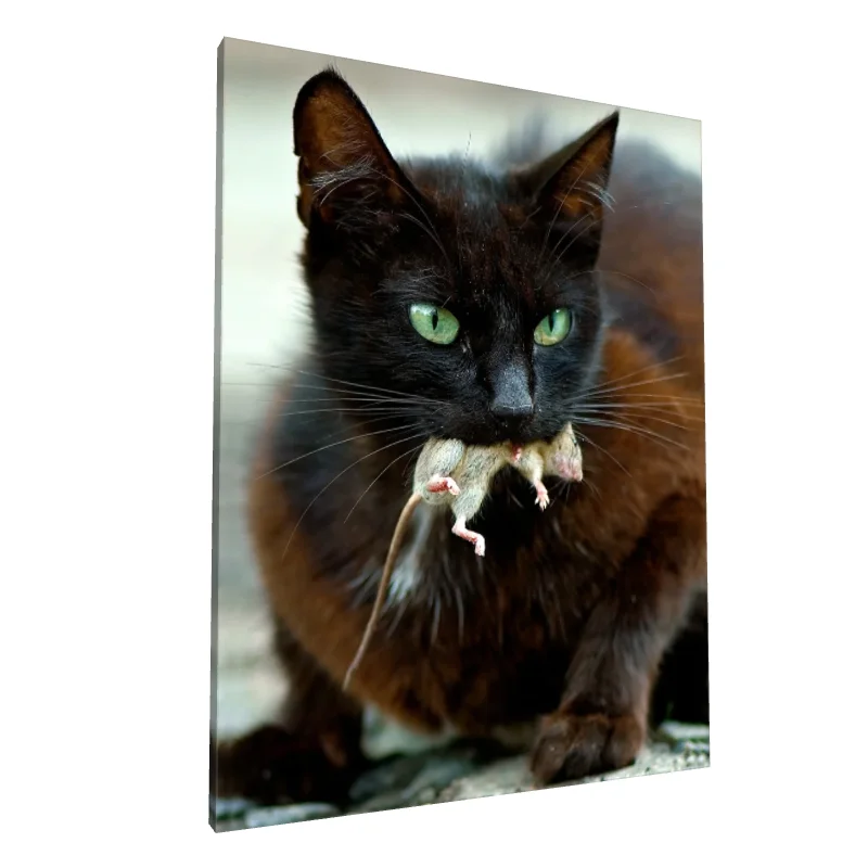 Tablou canvas: Pisică Neagră cu Pradă - Image 1