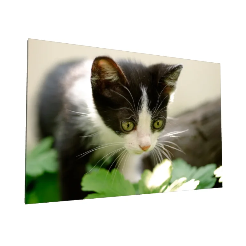 Tablou canvas: Pisoi Alb-Negru în Grădină