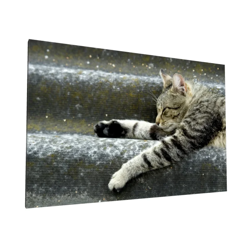 Tablou canvas: Pisică Tigrată Dormind pe Trepte - Image 1