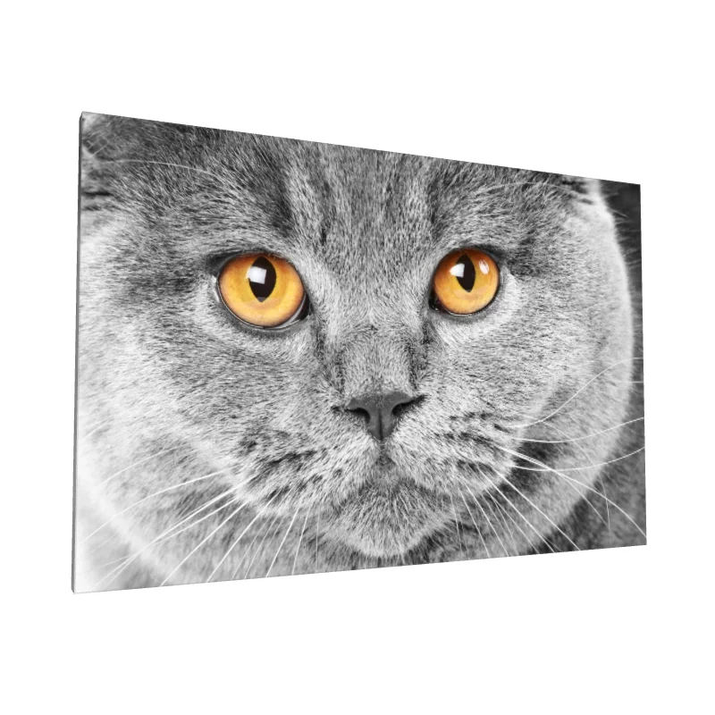 Tablou canvas: Portret Pisică cu Ochi Aurii 2