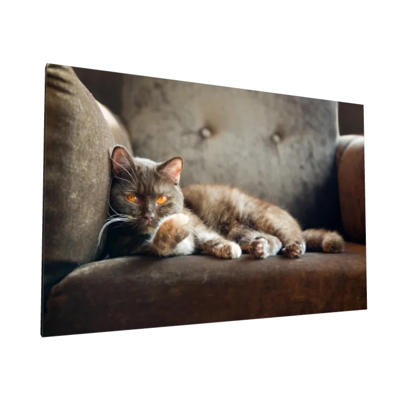 Tablou canvas: Pisică Relaxată pe Fotoliu Maro
