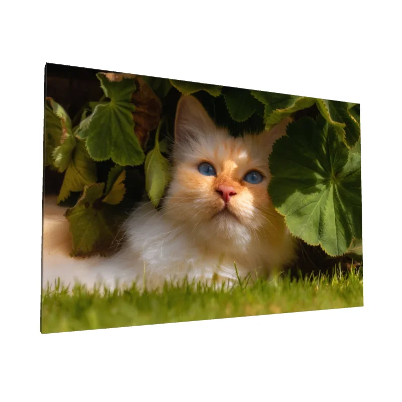 Tablou canvas: Pisică cu Ochi Albaștri sub Frunze - Image 1