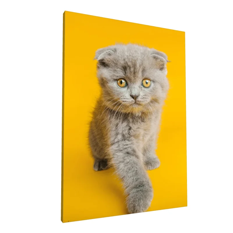 Tablou canvas: Pisicuță Gri pe Fundal Galben - Image 1