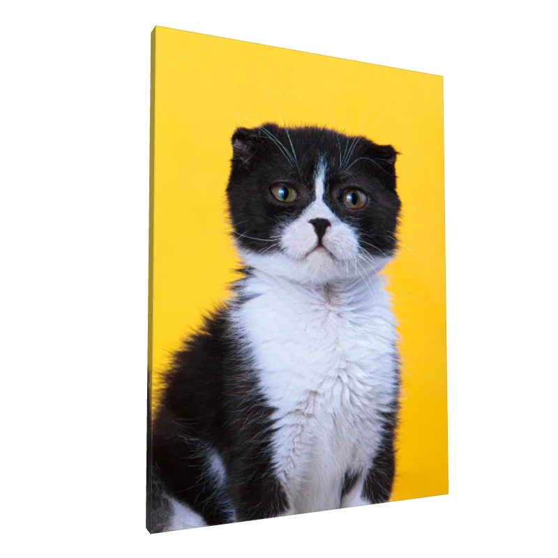 Tablou canvas: Pisicuță Alb-Negru pe Fundal Galben