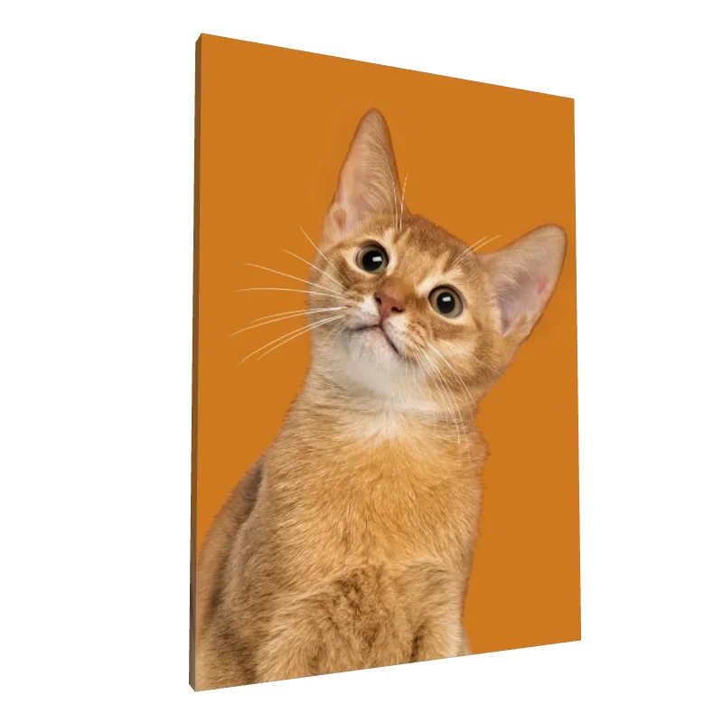 Tablou canvas: Portret Pisică pe Fundal Portocaliu