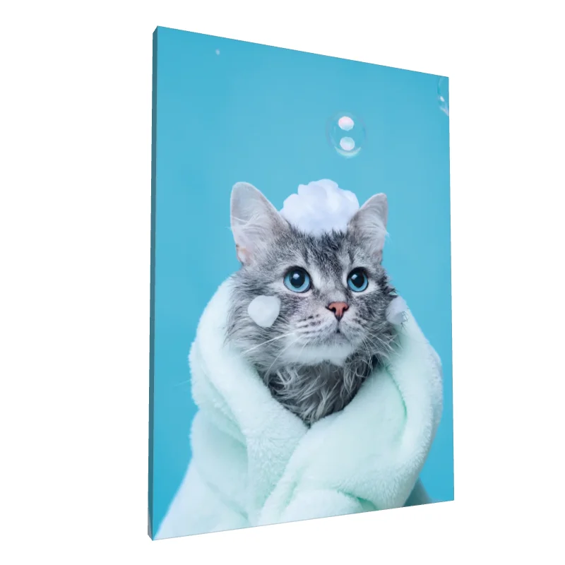 Tablou canvas: Pisică Jucăușă în Proaspăt Îmbăiată