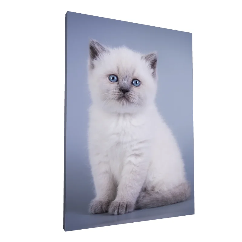 Tablou canvas: Pisicuță Albă cu Ochi Albaștri - Image 1