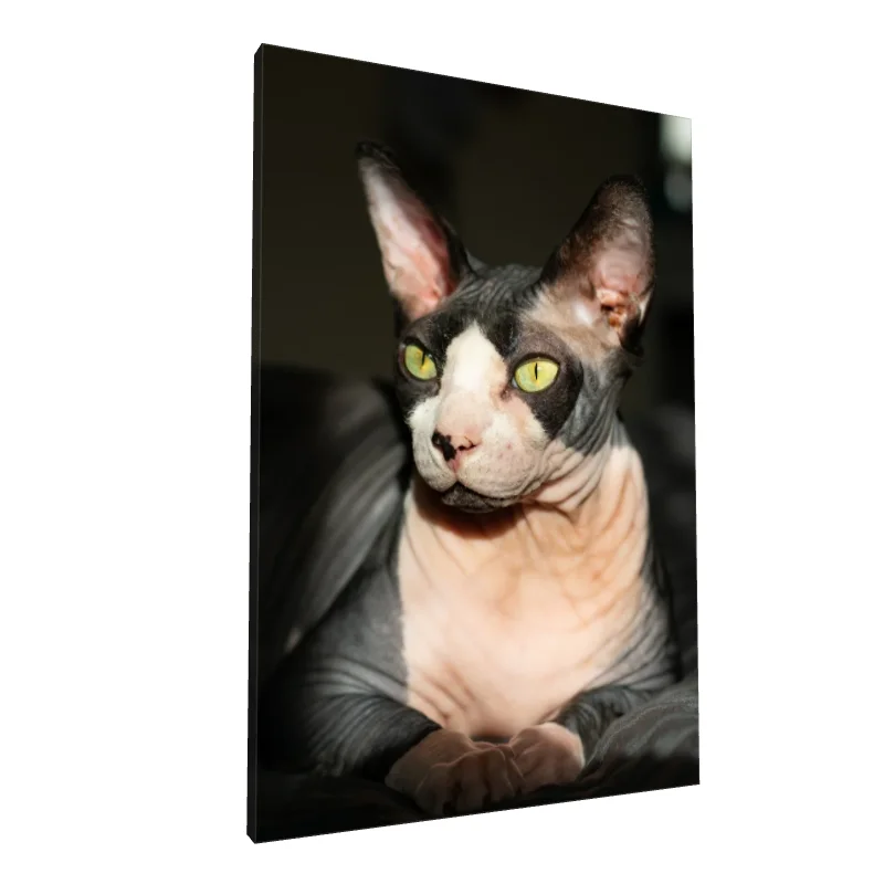 Tablou canvas: Portret Sphynx în Lumină Caldă - Image 1