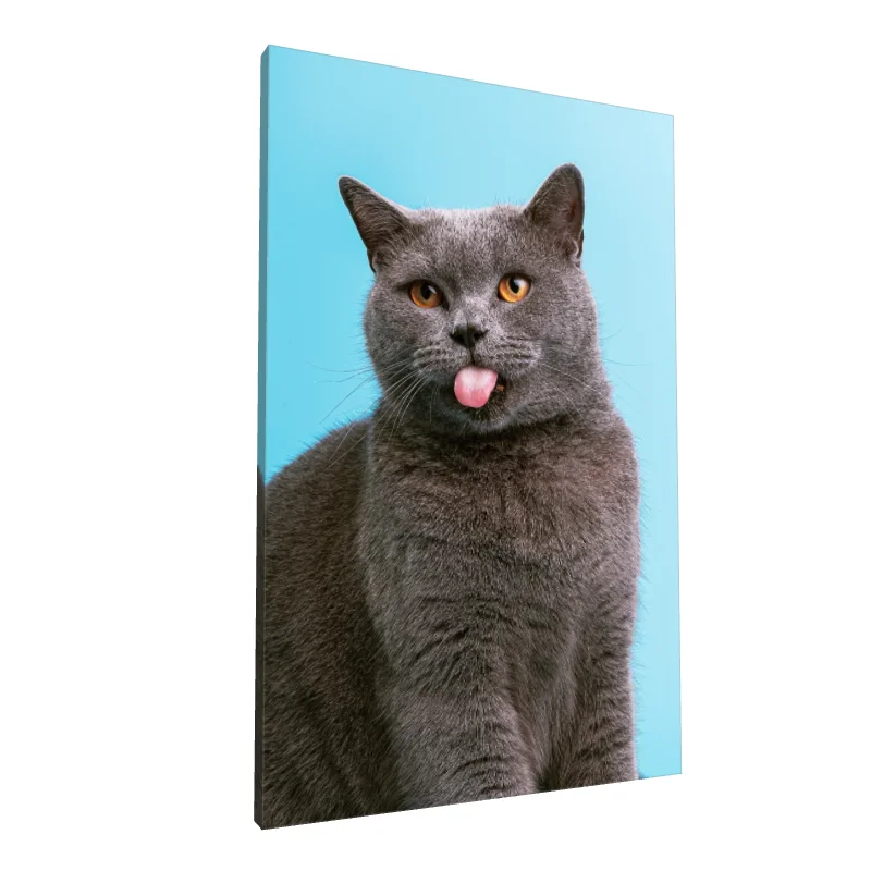 Tablou canvas: Pisică Gri pe Fundal Albastru - Image 1