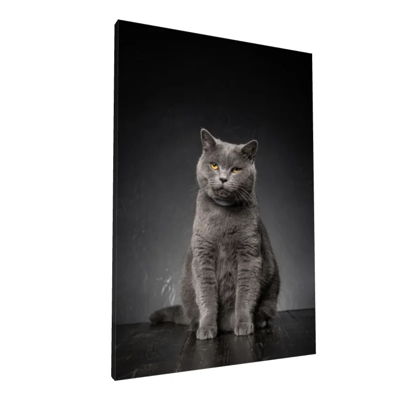 Tablou canvas: Portret de Pisică Gri pe Fundal Întunecat