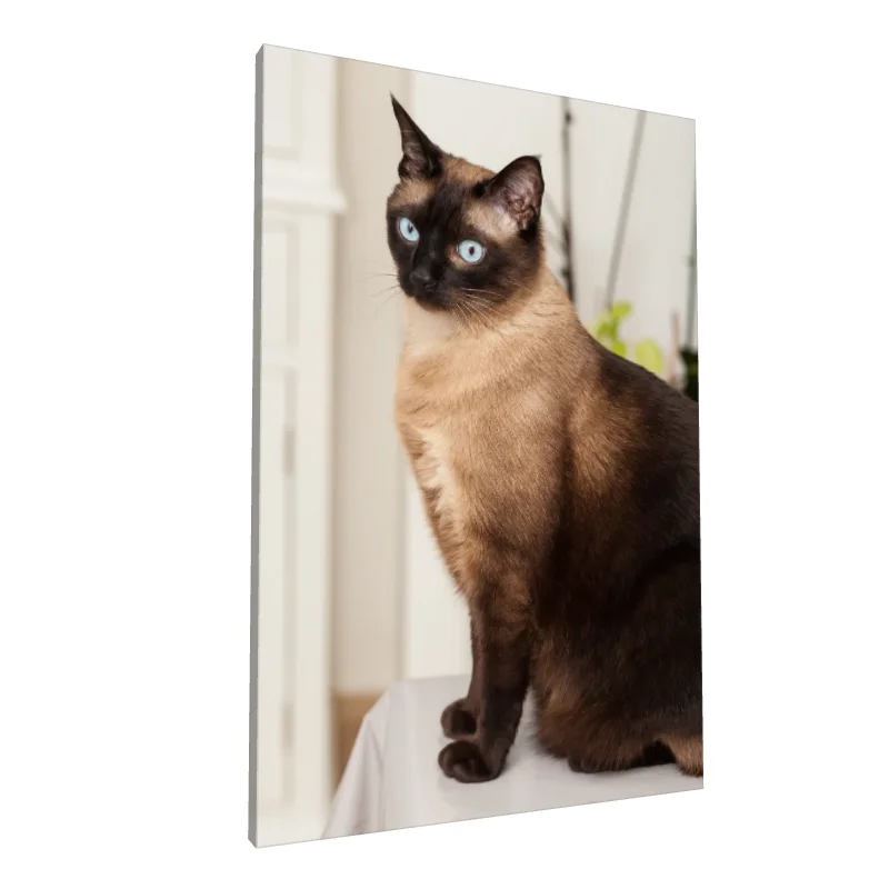 Tablou canvas: Portret Pisică Siameză cu Ochii Albaștri - Image 1