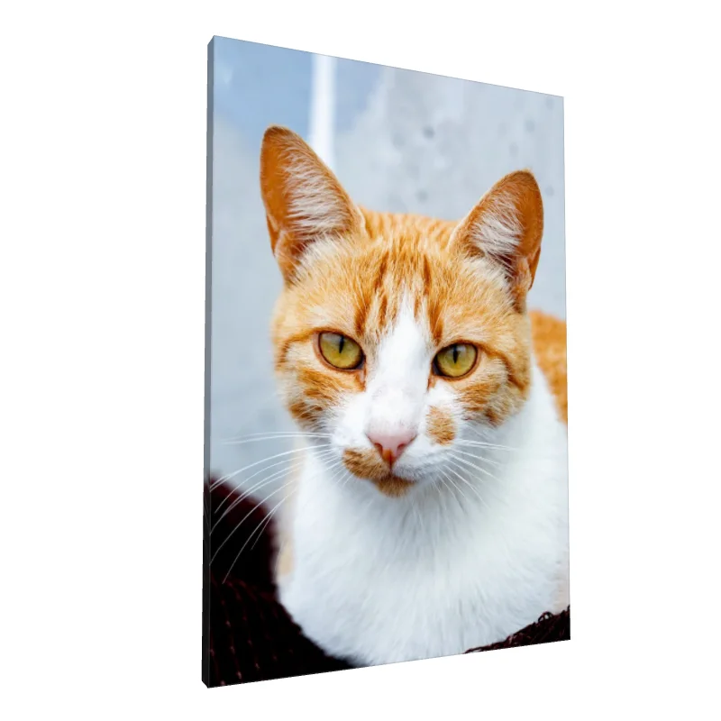 Tablou canvas: Portret Pisică Portocalie și Albă - Image 1