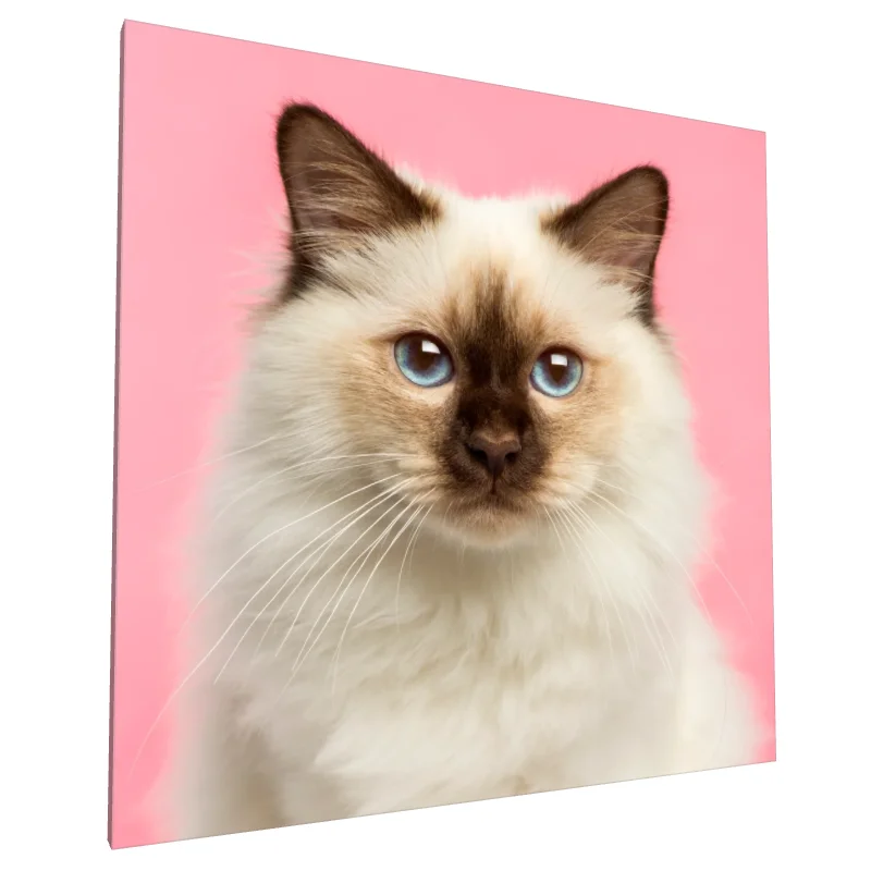 Tablou canvas: Portret Pisică cu Ochi Albaștri pe Fundal Roz