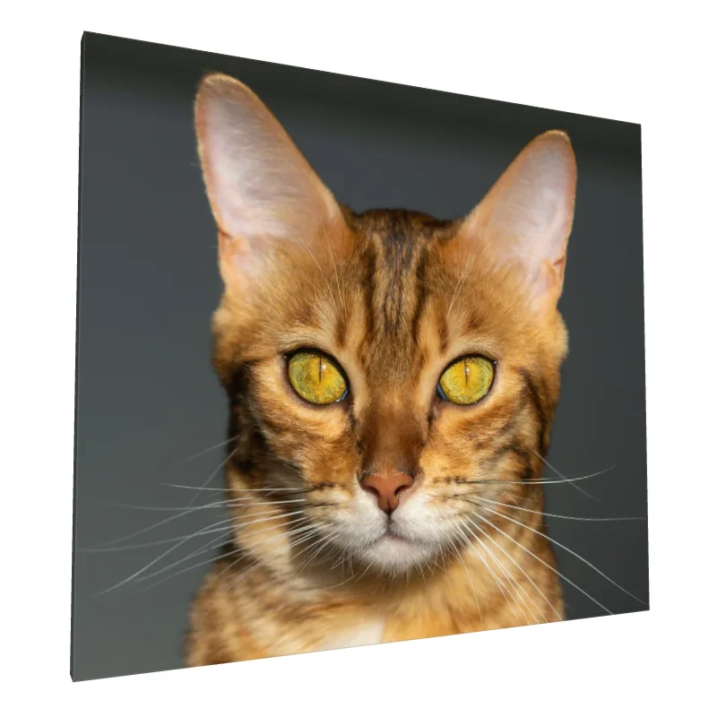 Tablou canvas: Portret de Pisică Bengal în Detaliu - Image 1