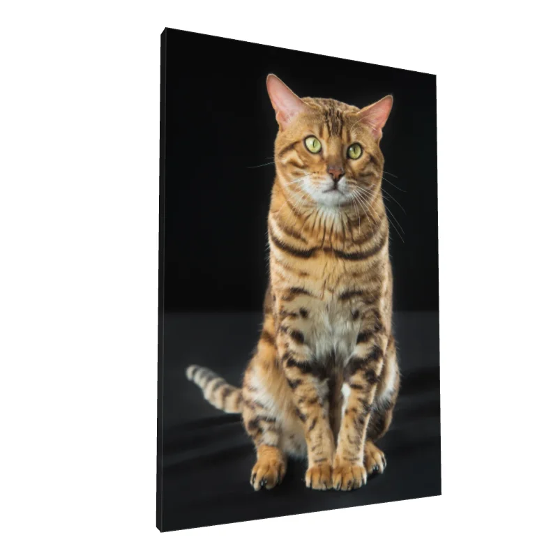 Tablou canvas: Portret de Pisică Bengal pe Fundal Negru