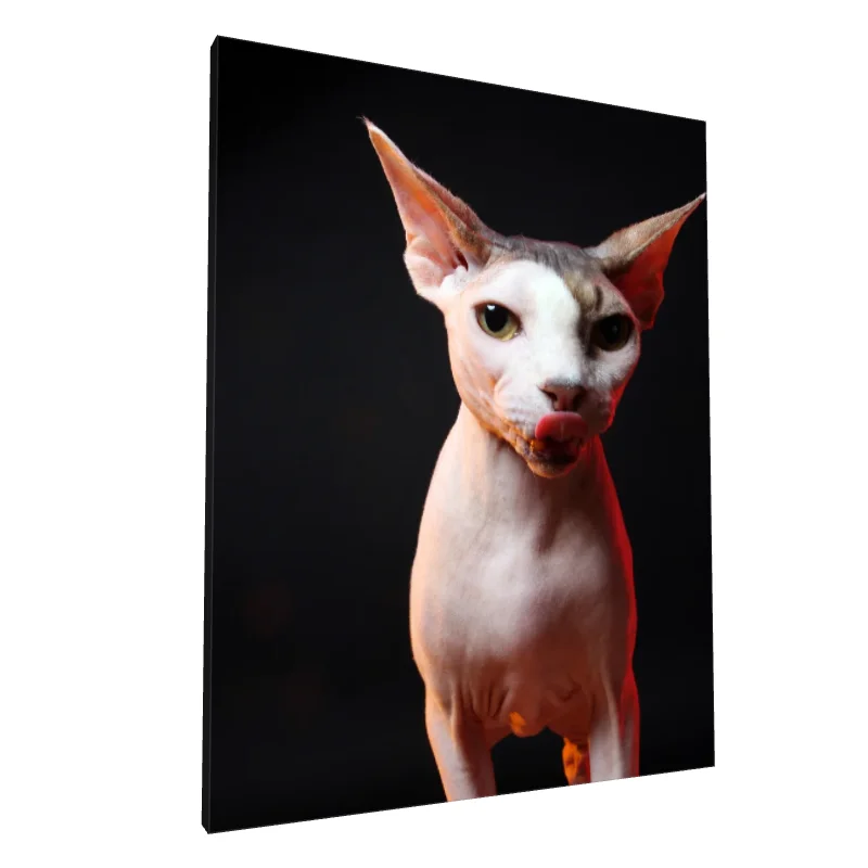 Tablou canvas: Portret Pisică Sphynx cu Fundal Negru - Image 1
