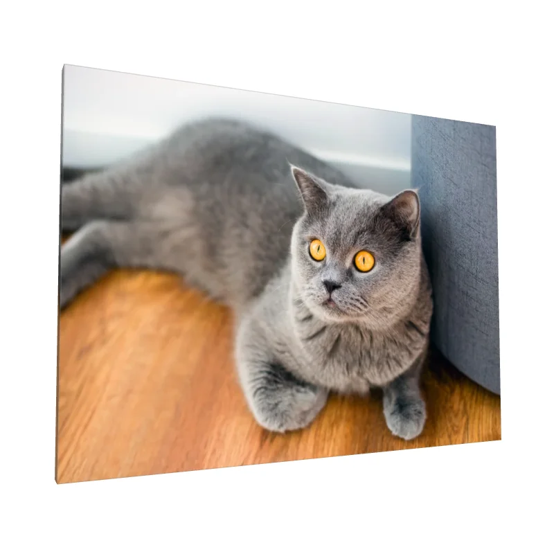 Tablou canvas: Pisică Britanică cu Blană Gri și Ochi Aurii