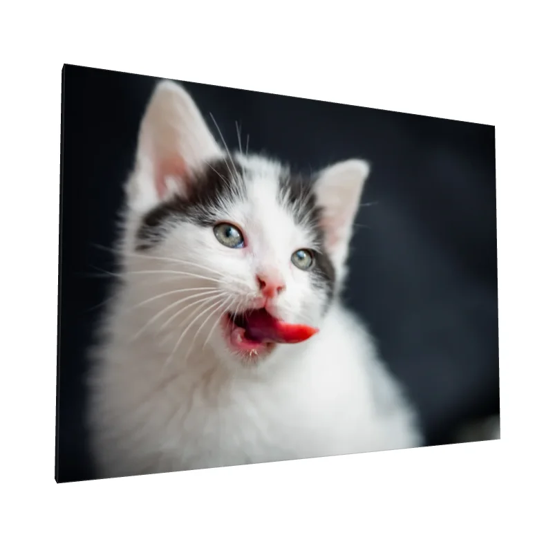 Tablou canvas: Pisicuță Albă cu Ochi Strălucitori - Image 1