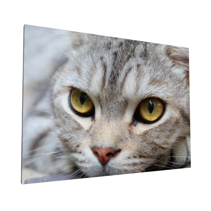 Tablou canvas: Portret Pisică cu Ochii Aurii - Image 1