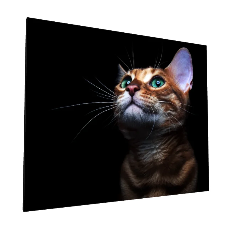 Tablou canvas: Portret Pisică cu Ochi Verzi Intensi