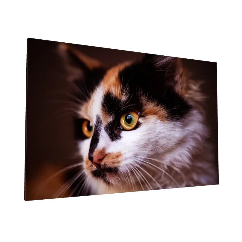 Tablou canvas: Portret Pisică cu Ochi Pătrunzători