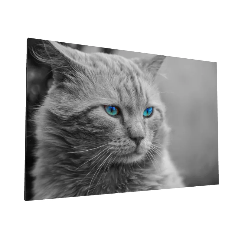Tablou canvas: Portret de Pisică cu Ochi Albaștri - Image 1