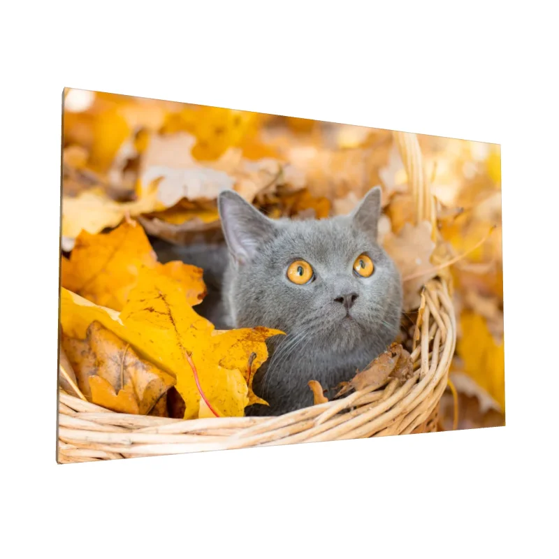 Tablou canvas: Pisică Gri Printre Frunze de Toamnă