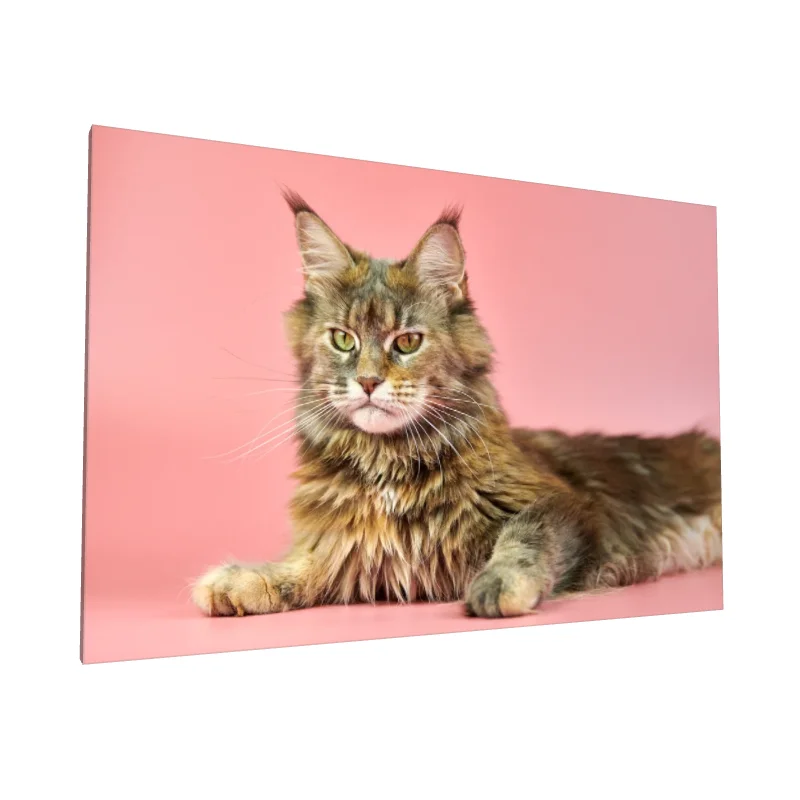 Tablou canvas: Portret Pisică Maine Coon pe Fundal Roz - Image 1