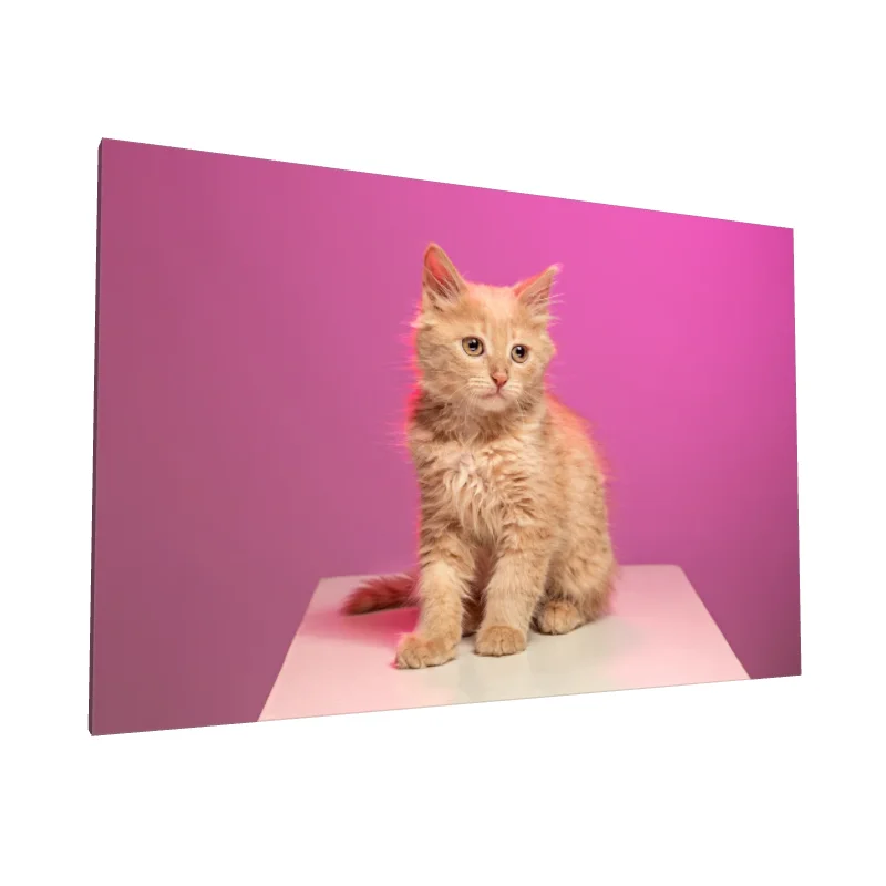 Tablou canvas: Pisică Portocalie pe Fundal Roz