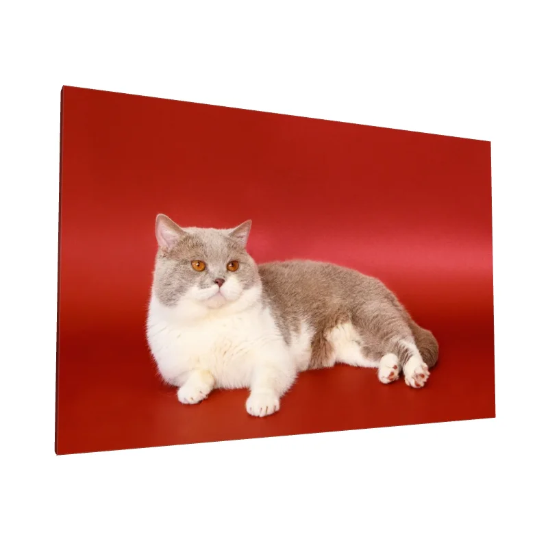 Tablou canvas: Pisică Britanică pe Fundal Roșu - Image 1