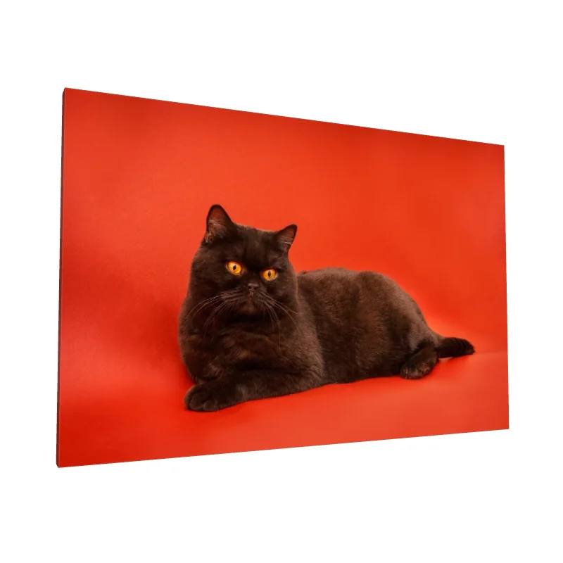 Tablou canvas: Pisică Neagră pe Fundal Roșu Aprins