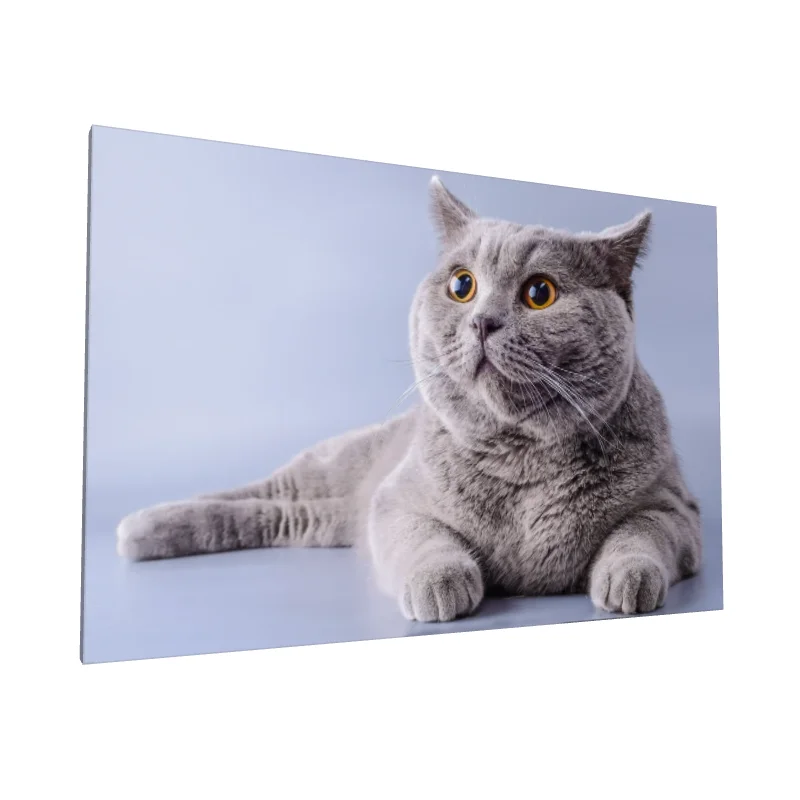 Tablou canvas: Pisică Gri cu Ochi Mari Galbeni - Image 1