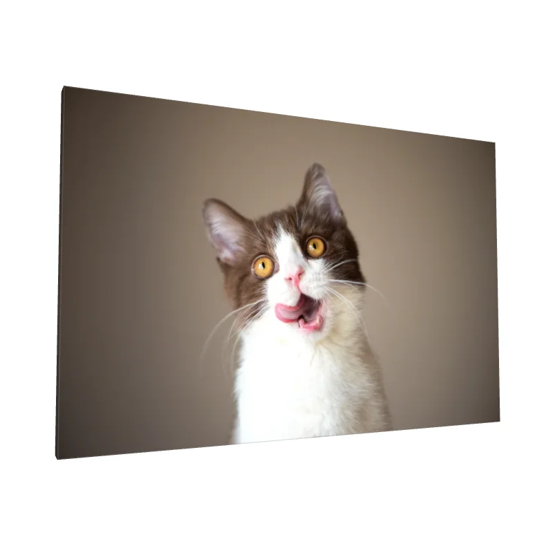 Tablou canvas: Pisică Jucăușă cu Blană Albă și Maro - Image 1