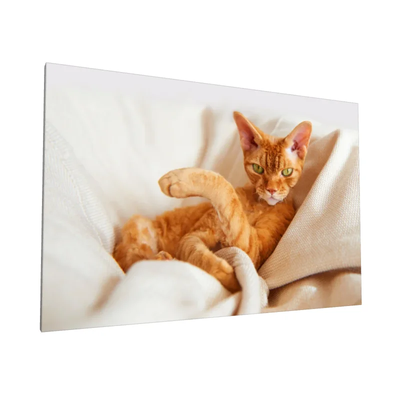 Tablou canvas: Pisică Portocalie Relaxându-se pe Canapea