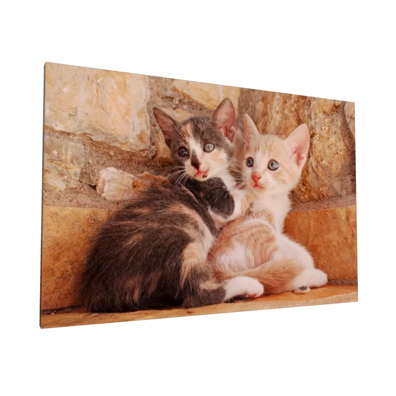 Tablou canvas: Pisicuțe Drăgălașe pe Fundal de Piatră - Image 1