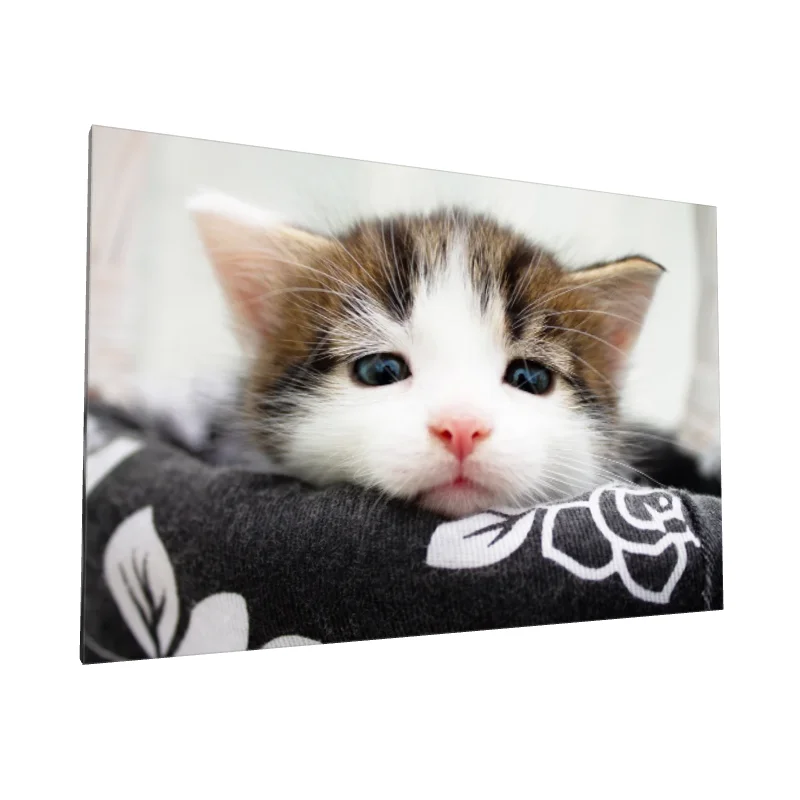 Tablou canvas: Portret Pisică cu Ochi Albaștri - Image 1