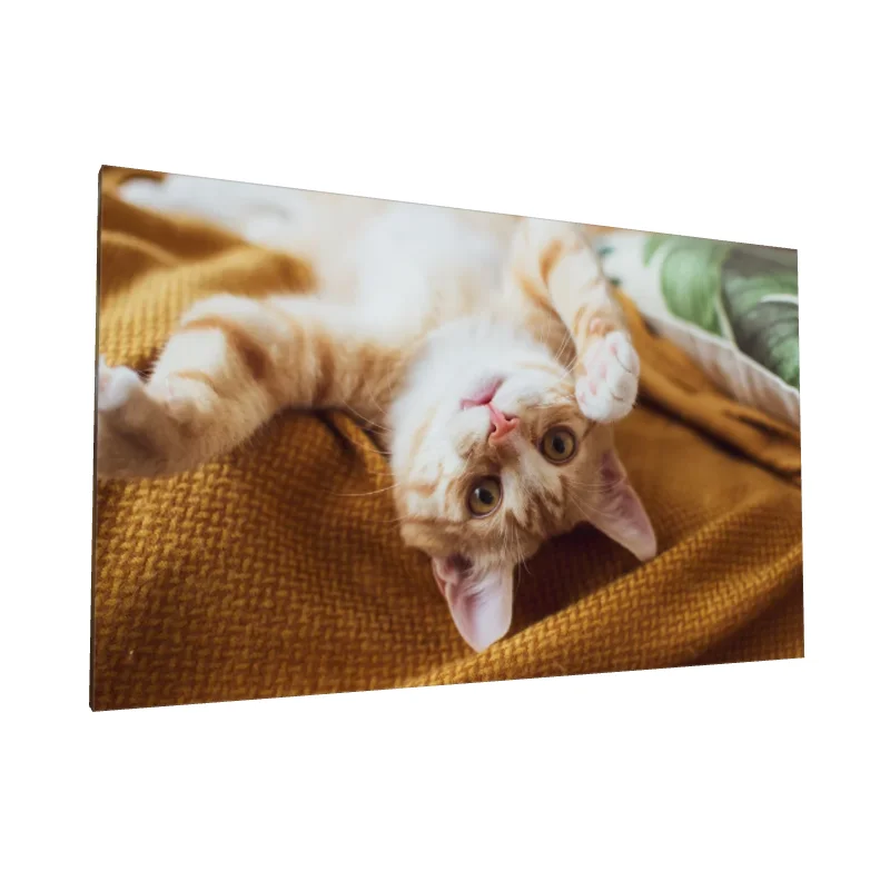 Tablou canvas: Pisică Jucăușă pe Pătură Galbenă